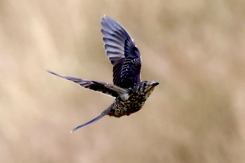 Mistle Thrush