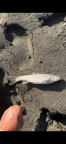 Flathead Chub