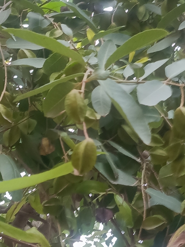 Arjun tree