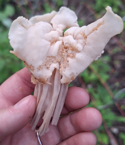 White Saddle