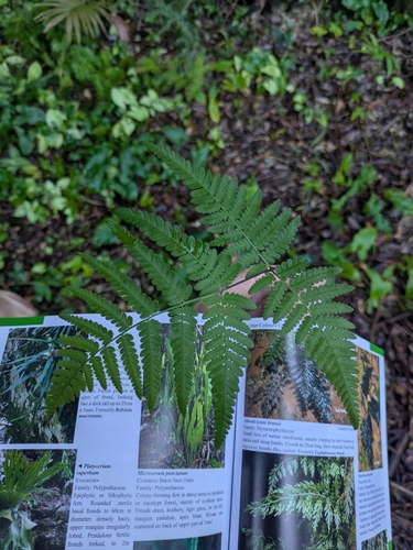 Harsh Ground-fern