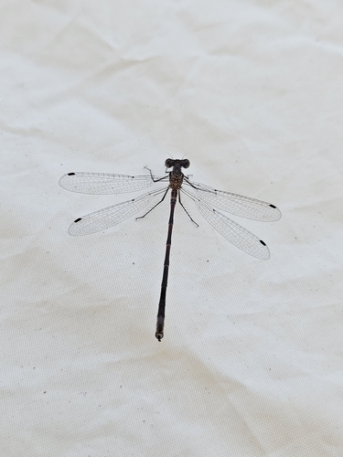 iNaturalist observation photo of Pond Spreadwings