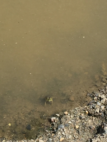 iNaturalist observation photo of American Bullfrog