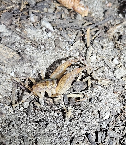 iNaturalist observation photo of Pristoceuthophilus