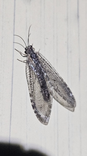 iNaturalist observation photo of Polystoechotes punctata