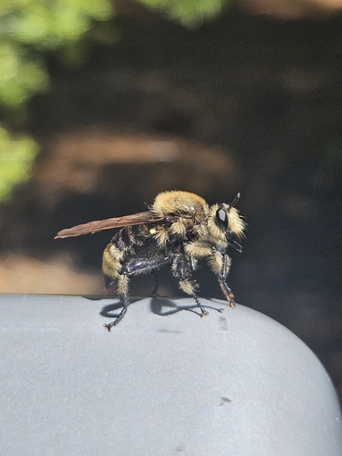 iNaturalist observation photo of Red-spotted Laphria