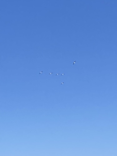 American White Pelican