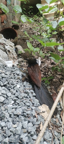 Greater Coucal