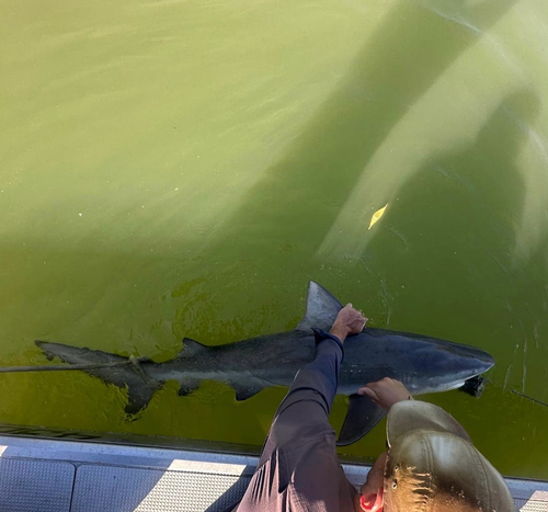 Bull Shark