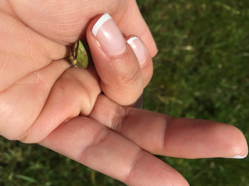 iNaturalist observation photo of Pacific chorus frog