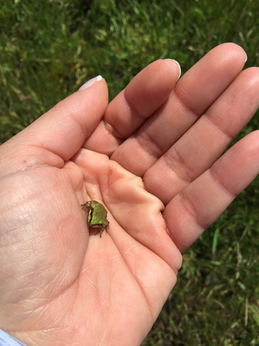 iNaturalist observation photo of Pacific chorus frog