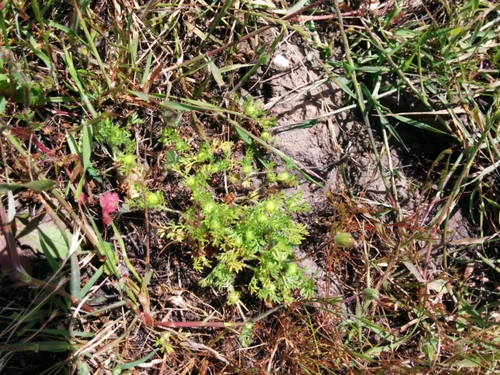 iNaturalist observation photo of Plants