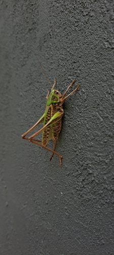Wart-biter