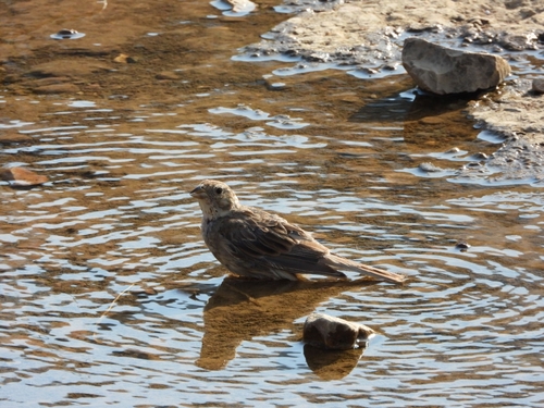 Corn Bunting