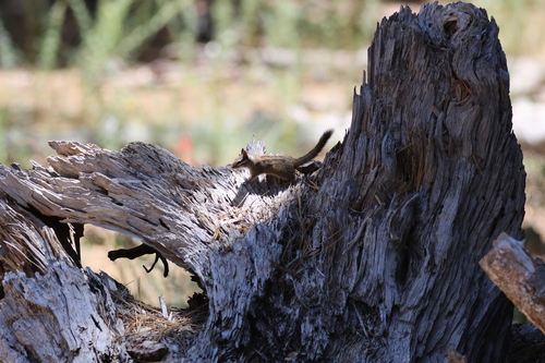 California Chipmunk observed by localquail
