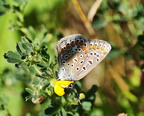 Common Blue