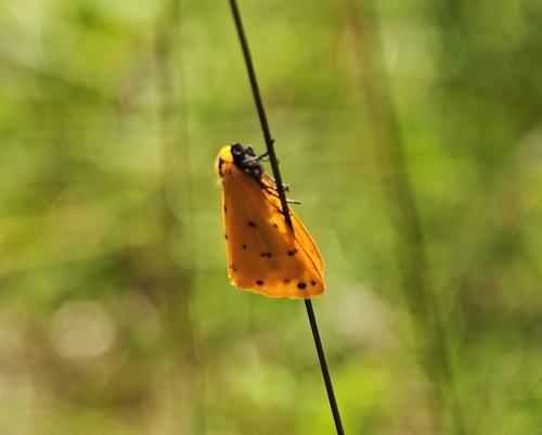Dew Moth