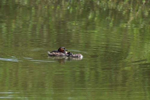 Little Grebe