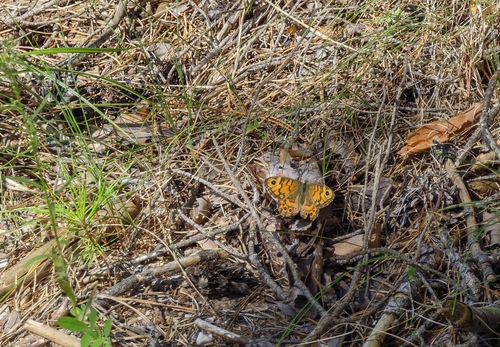 Wall Brown