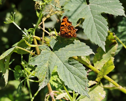 European Comma