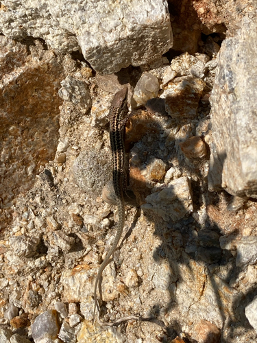 Erhard's Wall Lizard