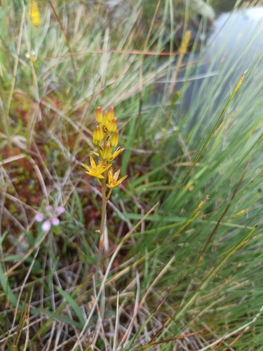 bog asphodel