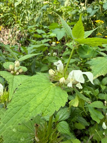 White deadnettle