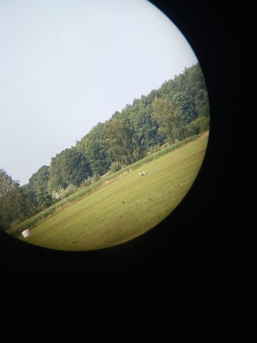 Common Crane