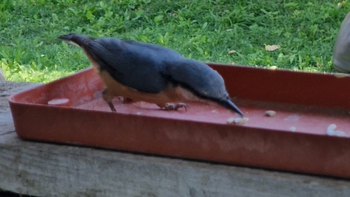 Eurasian Nuthatch
