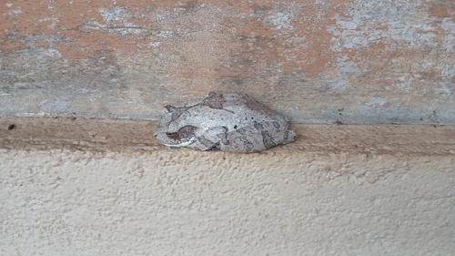 Common Hourglass Tree Frog