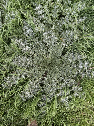 milk thistle