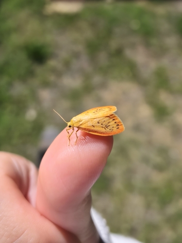 Rosy Footman