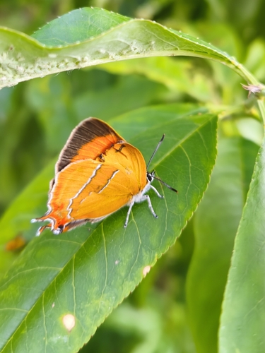 Brown Hairstreak