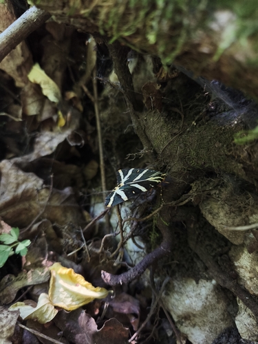 Jersey Tiger