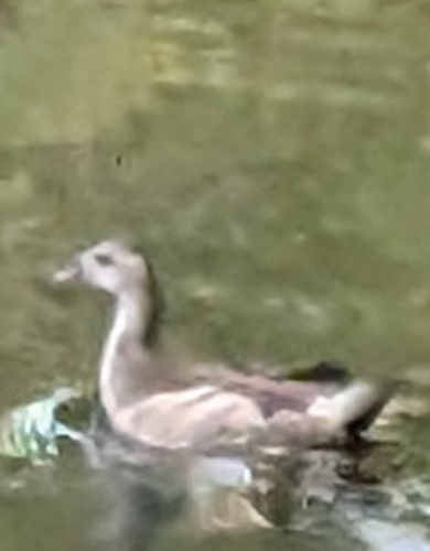 Eurasian Common Moorhen
