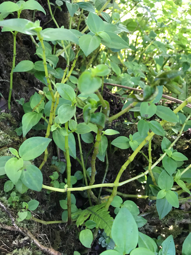 woodland peperomia (Peperomia membranacea)