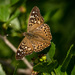 Hackberry Emperor - Photo (c) William Mat Brown, all rights reserved, uploaded by William Mat Brown