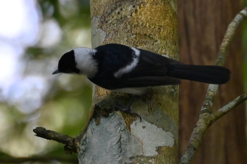 Pied Monarch