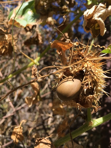 California Manroot winter