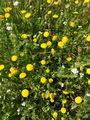 iNaturalist observation photo of Brass Buttons