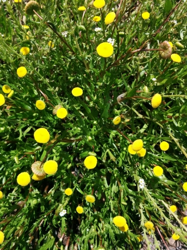 iNaturalist observation photo of Brass Buttons