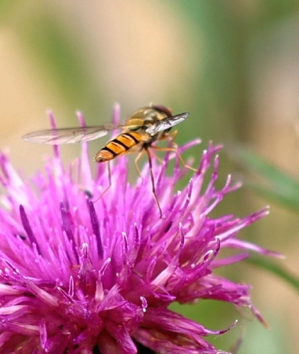 Marmalade Hover Fly