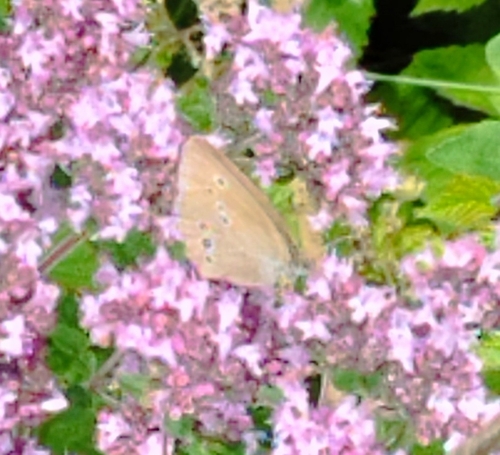 Ringlet