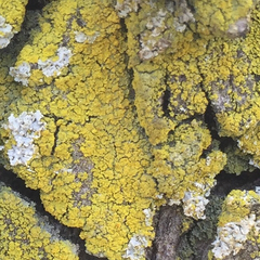 Candelaria concolor image
