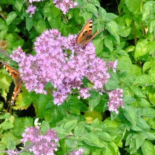 Small Tortoiseshell