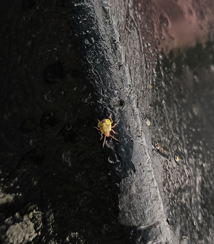 Birch Shield Bug