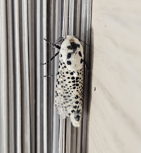 Wood Leopard Moth
