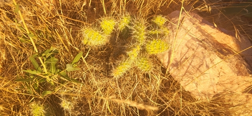 Plains Pricklypear