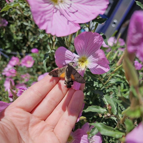 Eurasian Hummingbird Hawkmoth