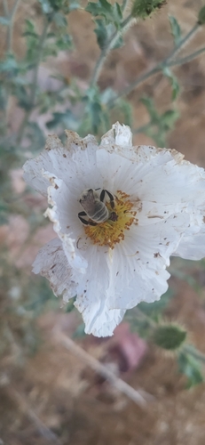 flatbud prickly poppy